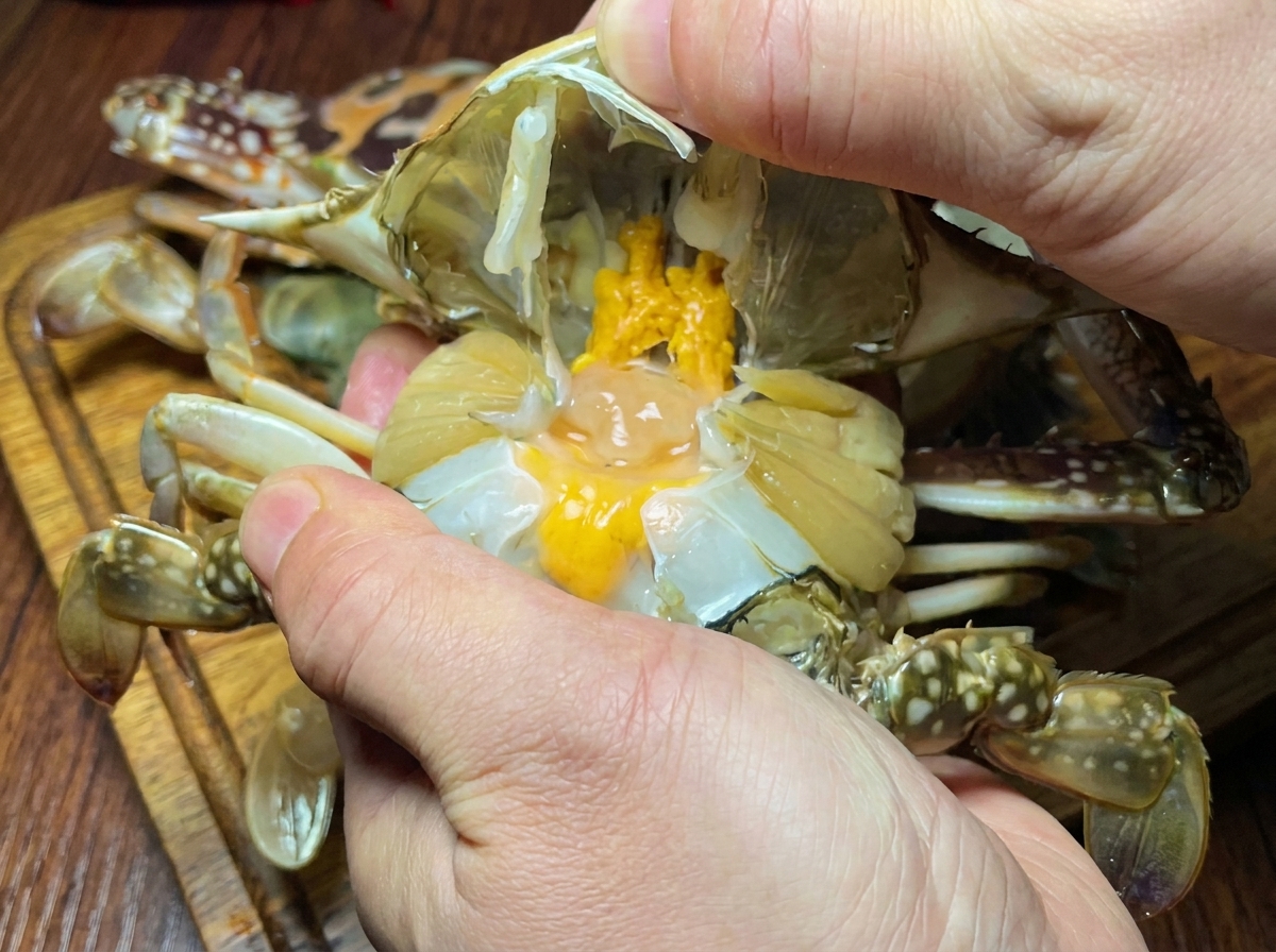 Primer plano de unas manos limpiando un cangrejo crudo, retirando el caparazón y las branquias.
