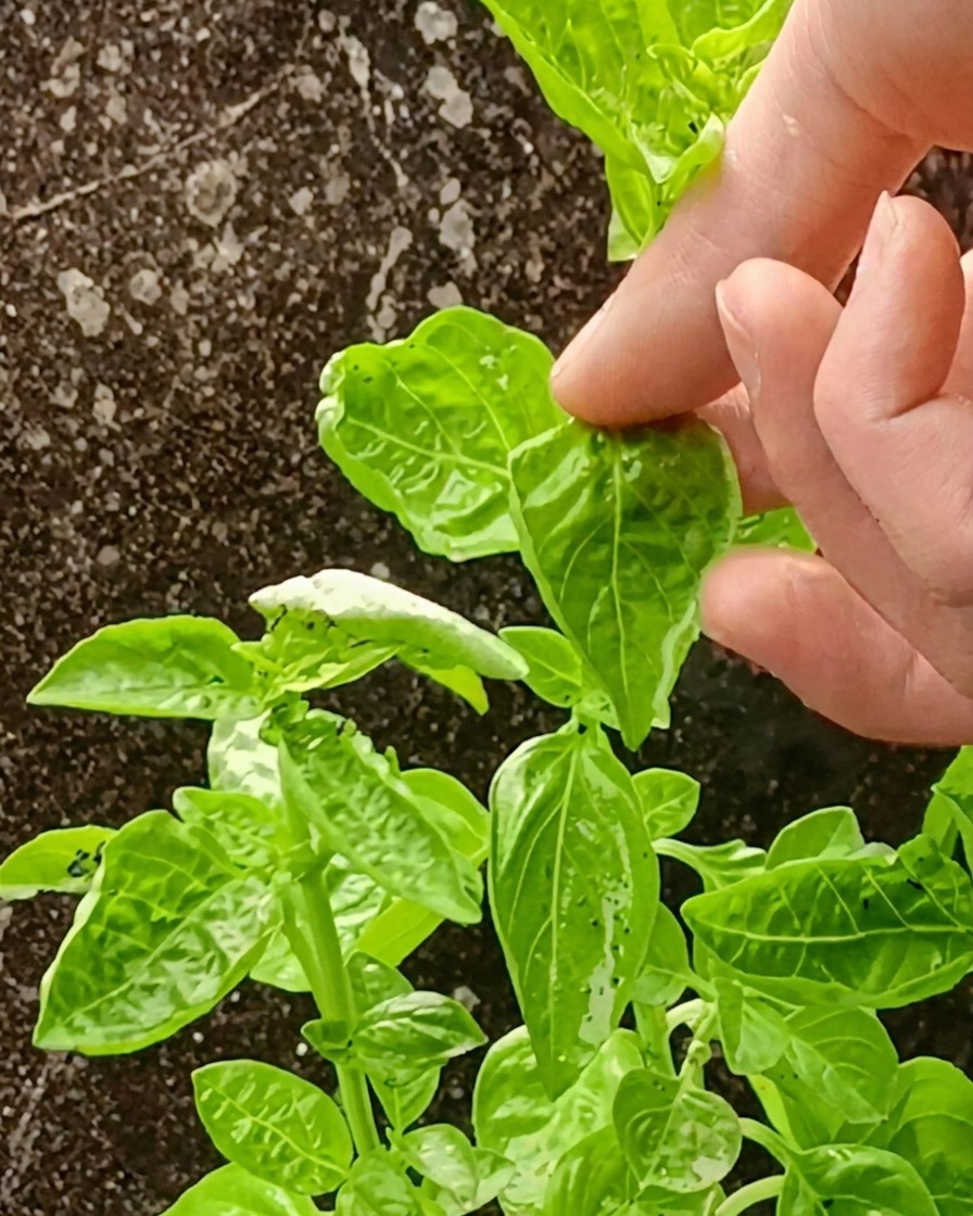 Una salsa verde vibrante y suave de albahaca y aguacate preparada en una licuadora.