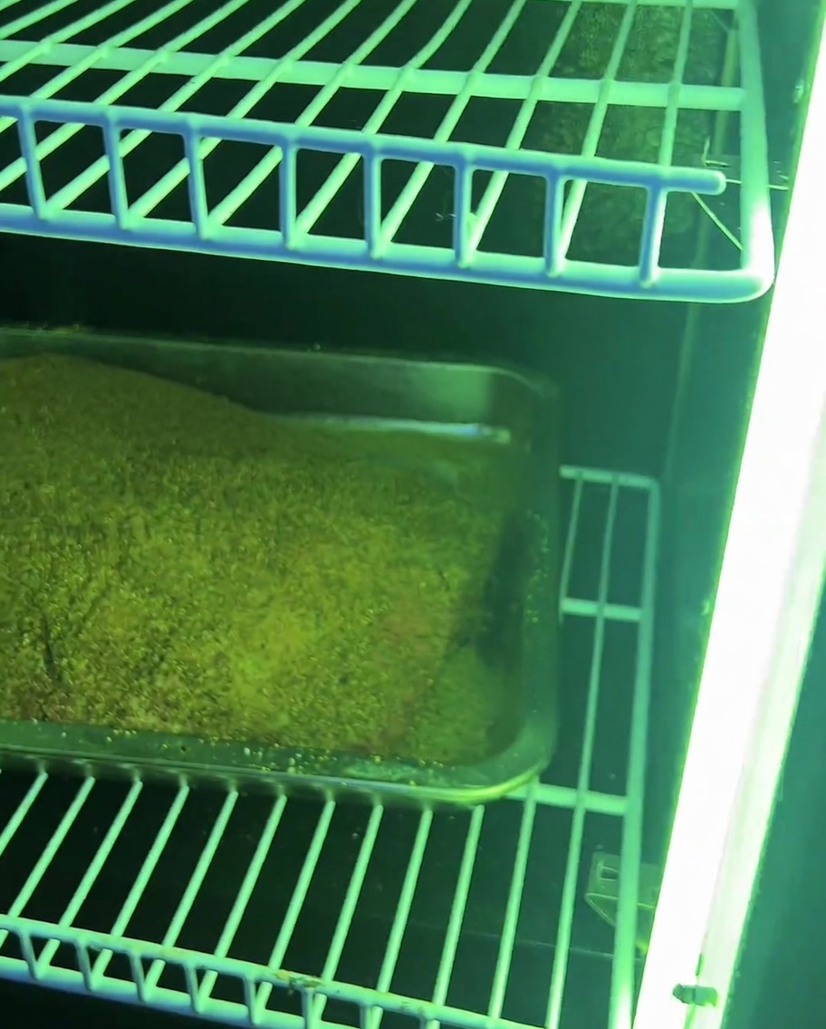 El brisket sazonado reposando en las rejillas de un ahumador, listo para el proceso de cocción lenta.