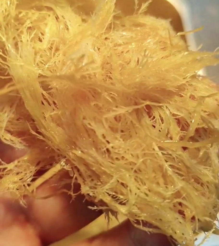 Una mano sosteniendo un manojo de tiras de agar-agar rehidratadas.
