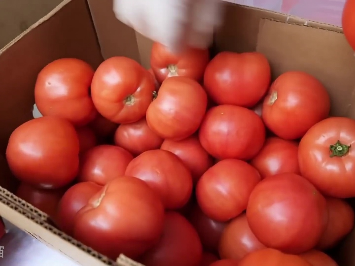Tomates frescos siendo procesados a través de una rebanadora comercial.