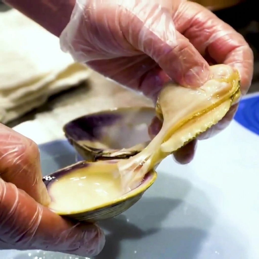 Manos con guantes separando la carne de almeja cocida y retirando los órganos internos oscuros.